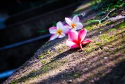 夢(mèng)中的甜蜜之旅——糖的奇幻世界，夢(mèng)中的甜蜜之旅，糖的奇幻世界