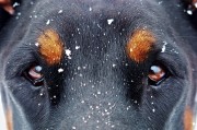 夢中雙犬之謎，夢中雙犬之謎