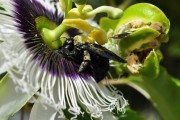 植物大僵尸——一款充滿創(chuàng)意的植物大戰(zhàn)僵尸免費(fèi)下載游戲，植物大僵尸，植物大戰(zhàn)僵尸 - 創(chuàng)意無限的策略塔防休閑游戲！