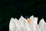 夢到頭發(fā)白了，歲月痕跡下的心靈覺醒，夢到頭發(fā)白皙，心靈在歲月痕跡下的覺醒