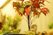 孕婦夢到種菜的寓意與解讀，孕婦夢到種菜的寓意與解析