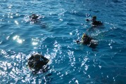 夢到抓甲魚的奇妙之旅，夢中的甲魚之旅，奇妙的捕捉體驗(yàn)