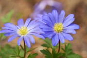 在橙光游戲中得到的花朵——從免費(fèi)下載到付費(fèi)才能獲得的樂趣，橙光游戲中的花，如何從免費(fèi)下載變?yōu)楦顿M(fèi)獲取的樂趣