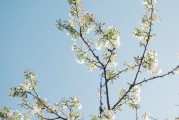 夢(mèng)中的樹(shù)斷了——探索內(nèi)心深處的隱喻，夢(mèng)中的樹(shù)斷了，內(nèi)心深處的隱喻探索