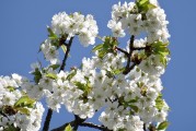 櫻花插件網(wǎng)站，邂逅春日浪漫，暢游花海中的數(shù)字世界