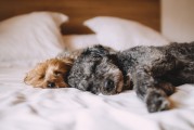 夢境中的動物交配——以夢到狗交配為例，夢境中狗的交配，解析與象征意義