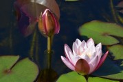 夢中與前任的對(duì)話，回憶的漣漪