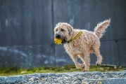 夢(mèng)遨犬行——一次遛狗的夢(mèng)境之旅，夢(mèng)遨犬行，遛狗的夢(mèng)境之旅