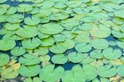 夢(mèng)到魚籽，生命與希望的象征，夢(mèng)到魚籽，生命與希望的象征