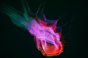 解讀夢(mèng)境中的懷孕象征，解讀夢(mèng)境中的懷孕象征。