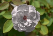 懷孕期間夢(mèng)到玫瑰花的寓意與解讀，懷孕期間夢(mèng)到玫瑰花的寓意與解讀