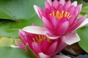 懷孕期間夢(mèng)到花蛇的寓意與解讀，懷孕期間夢(mèng)到花蛇的寓意與解析