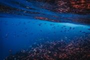 夢(mèng)中的魚(yú)與水，深邃的寓意與心靈的探索，夢(mèng)中之魚(yú)與水，深邃寓意的心靈探索