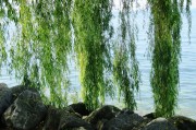 苗木網(wǎng)站排名，揭秘如何提升苗木行業(yè)網(wǎng)站的在線影響力，揭秘苗木網(wǎng)站排名提升策略，在線影響力增長(zhǎng)之道