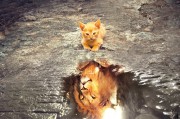 鷹舞夢間——一場與老鷹的奇幻之旅，鷹舞夢間，奇幻之旅與老鷹的邂逅