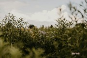 夢(mèng)到蛇的寓意與解析，夢(mèng)到蛇的寓意與解析