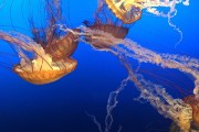 夢中的玉米盛宴，夢中的玉米盛宴的奇妙之旅