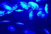 夢到彩色的魚，一場神秘而多彩的夢境之旅
