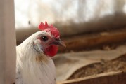 夢中的鳥蛋之謎，夢中的鳥蛋之謎解析