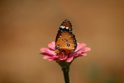 夢中遇見兔子——征兆解析與深度探討，夢中遇見兔子的征兆解析與深度探討