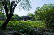 夢(mèng)中的荷塘
