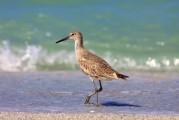 孕婦夢(mèng)到鳥，寓意與解讀，孕婦夢(mèng)到鳥，寓意與解讀
