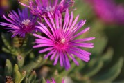 夢(mèng)中煙花璀璨，現(xiàn)實(shí)思緒紛飛，夢(mèng)中煙花與現(xiàn)實(shí)思緒的交織