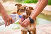 如何輕松注冊(cè)犬舍，一站式指南，輕松開啟犬舍之旅，一站式注冊(cè)指南