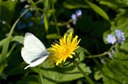 孕婦夢中花語——解析孕婦夢到花的含義，孕婦夢到花的含義解析