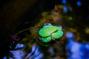夢境中的火光——一次驚心動(dòng)魄的夢，夢境中的火光，一次驚心動(dòng)魄的夢