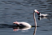鳥(niǎo)抱抱游戲免費(fèi)下載，鳥(niǎo)抱抱，一款充滿趣味的休閑游戲免費(fèi)下載