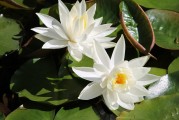 夢中親人喜結(jié)連理，情感交織的奇妙體驗，夢中親人喜結(jié)連理，情感交織的奇妙體驗