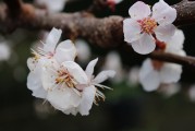 夢中樹開花，寓意何在？，夢中樹開花的寓意解讀