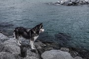 哈士奇作為一種忠誠、活潑的犬種，深受人們喜愛。作為一款專門為哈士奇設(shè)計(jì)的網(wǎng)站插件，它不僅能夠幫助用戶更方便地管理和查看哈士奇的相關(guān)信息，還能提高用戶體驗(yàn)。，哈士奇插件，讓您的養(yǎng)寵生活更便捷