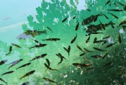 捕魚大師注冊(cè)攻略，輕松成為捕魚高手，暢享歡樂(lè)時(shí)光！捕魚大師注冊(cè)指南，快速晉升捕魚達(dá)人，盡享游戲樂(lè)趣