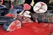 夢(mèng)中的魚(yú)之血，探索心靈深處的隱秘信號(hào)