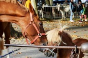 夢中奇遇，與各種動物共舞，夢中奇遇，與各種動物共舞