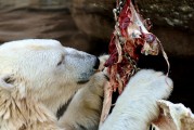 動物免費游戲，讓生活更加有趣的游戲體驗，動物免費游戲，讓你的生活更加有趣的選擇