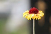 探尋自由的綠色花朵——免費(fèi)的小花仙游戲介紹，小花仙，追尋自由綠色花朵的游戲介紹