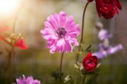 2023年度網(wǎng)上訂花網(wǎng)站排名，品味生活，從一束花開始，2023年網(wǎng)上訂花網(wǎng)站排行，開啟美好生活，從一束花啟程
