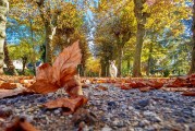 夢中的公園之旅，夢中的公園之旅，尋覓心靈的寧靜