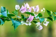 夢中桐樹花開，寓意何在？