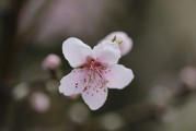夢(mèng)中的荔枝之韻，夢(mèng)回荔枝之韻