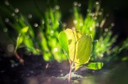 燕子翩飛入夢來——家中的溫馨與希望，燕子翩飛入夢來，家中的溫馨與希望