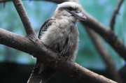 知鳥(niǎo)app下載安裝_知鳥(niǎo)官網(wǎng)下載安裝