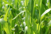 美國作物帶降雨預(yù)報緩解產(chǎn)量擔(dān)憂，芝加哥大豆和玉米價格回落