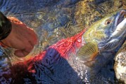 夢(mèng)中魚影——釣魚魚跑的遐想，夢(mèng)中魚影，釣魚與逃脫的遐想