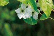 夢(mèng)中的兒子，心靈的牽掛，夢(mèng)中的兒子，心靈的永恒牽掛