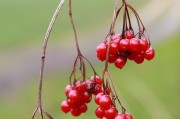 夢(mèng)到栽樹(shù)，生命的播種與成長(zhǎng)的啟示，夢(mèng)到栽樹(shù)，生命的播種與成長(zhǎng)的啟示