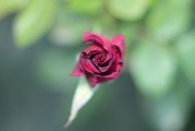 夢中見證友情之花——我的朋友結(jié)婚之夢，夢中見證友情之花，我的朋友婚禮之夢